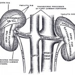 Kidney illustration from Gray's Anatomy.