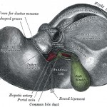 Liver illustration from Gray's Anatomy.